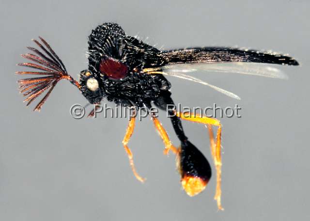 Kapala sp.JPG - in "Portraits d'insectes" ed. SeuilKapala sp.Chalcidien parasitoideChalcidid parasiteHymenopteraEucharitidaeBresil